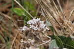 Pinewoods milkweed